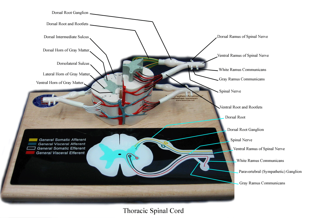 a labeled picture of a cross section through the thoracic spinal cord